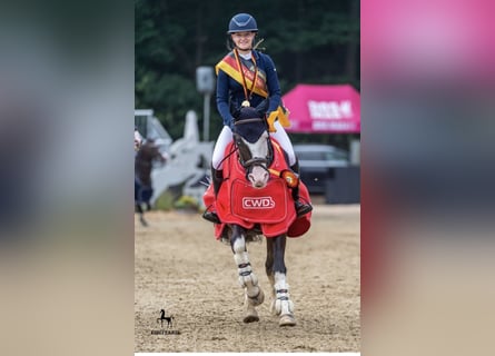 Pony tedesco, Castrone, 10 Anni, 149 cm, Baio nero