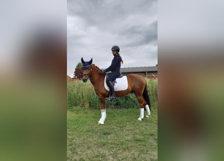 Pony tedesco, Castrone, 11 Anni, 142 cm, Sauro
