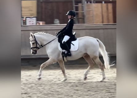 Pony tedesco, Castrone, 11 Anni, 146 cm, Palomino