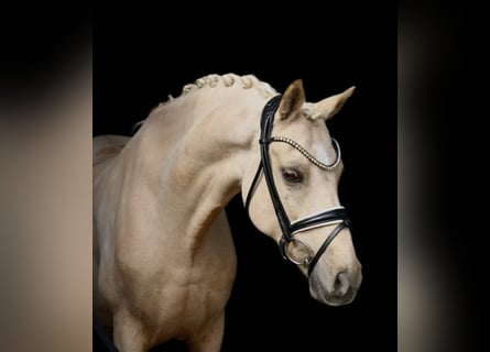 Pony tedesco, Castrone, 11 Anni, 148 cm, Palomino