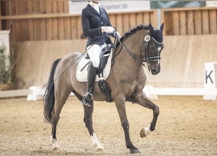 Pony tedesco, Castrone, 12 Anni, 146 cm, Morello