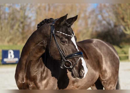 Pony tedesco, Castrone, 12 Anni, 147 cm, Baio nero