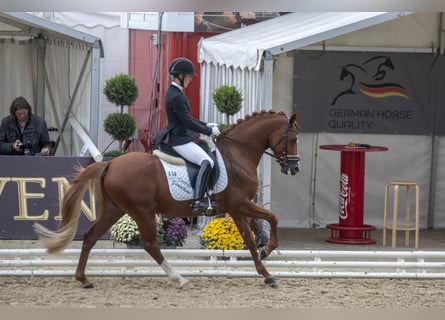 Pony tedesco, Castrone, 12 Anni, 147 cm, Sauro