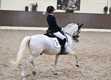 Pony tedesco, Castrone, 12 Anni, 148 cm, Palomino