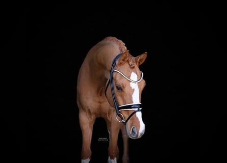 Pony tedesco, Castrone, 12 Anni, 148 cm, Sauro