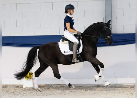 Pony tedesco, Castrone, 13 Anni, 147 cm, Baio