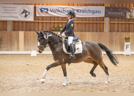 Pony tedesco, Castrone, 14 Anni, 146 cm, Baio