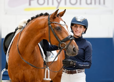 Pony tedesco, Castrone, 14 Anni, 147 cm, Baio