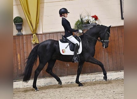 Pony tedesco, Castrone, 14 Anni, 148 cm, Morello