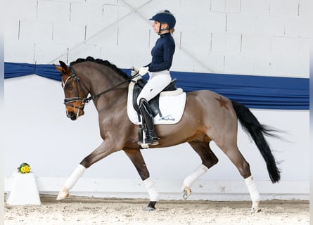 Pony tedesco, Castrone, 15 Anni, 145 cm, Baio scuro