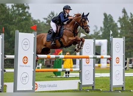 Pony tedesco, Castrone, 15 Anni, 146 cm, Baio