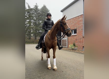 Pony tedesco, Castrone, 15 Anni, 147 cm, Sauro