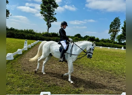 Pony tedesco, Castrone, 15 Anni, 148 cm, Grigio