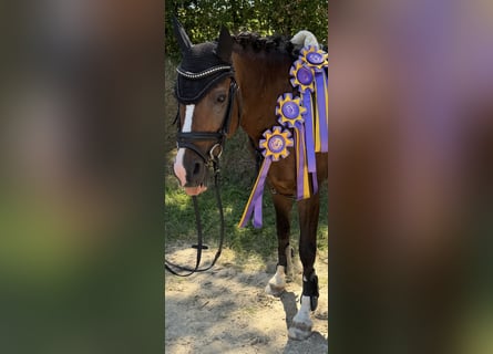 Pony tedesco, Castrone, 16 Anni, 142 cm, Baio scuro