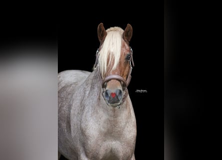 Pony tedesco, Castrone, 17 Anni, 145 cm, Grigio rossastro