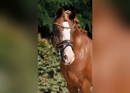 Pony tedesco, Castrone, 17 Anni, 145 cm, Sauro scuro