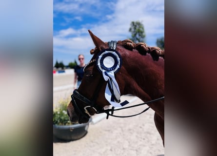 Pony tedesco, Castrone, 18 Anni, 143 cm, Sauro