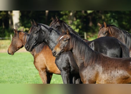 Pony tedesco, Castrone, 1 Anno, Baio scuro