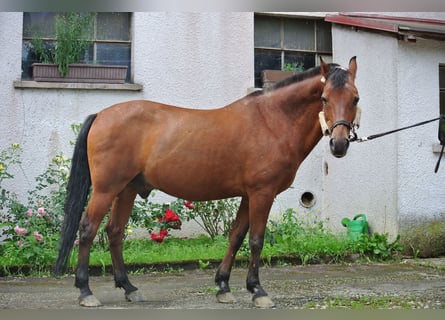 Pony tedesco, Castrone, 26 Anni, 145 cm, Baio