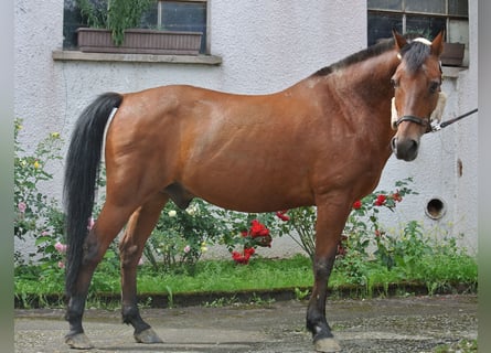 Pony tedesco, Castrone, 27 Anni, 145 cm, Baio