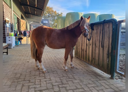 Comprare e vendere Pony da sella Tedeschi