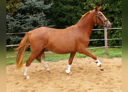 Pony tedesco, Castrone, 2 Anni, 143 cm, Sauro