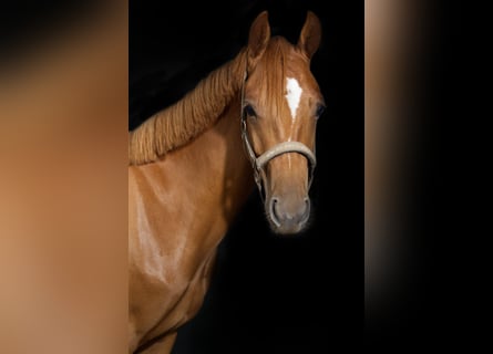 Pony tedesco, Castrone, 2 Anni, 144 cm, Sauro