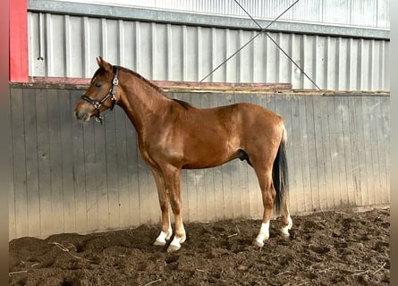 Pony tedesco, Castrone, 2 Anni, 144 cm, Sauro scuro