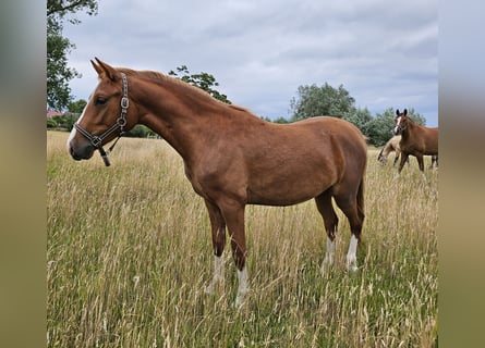 Pony tedesco, Castrone, 2 Anni, 145 cm, Sauro