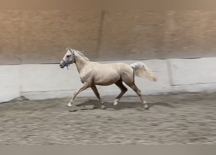 Pony tedesco, Castrone, 2 Anni, 148 cm, Palomino