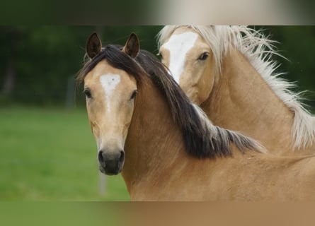 Pony tedesco, Castrone, 2 Anni