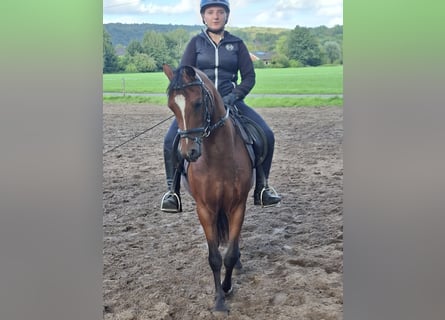 Pony tedesco, Castrone, 3 Anni, 135 cm, Baio