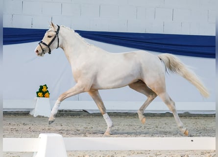 Pony tedesco, Castrone, 3 Anni, 138 cm, Palomino