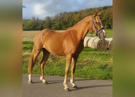 Pony tedesco, Castrone, 3 Anni, 140 cm, Sauro