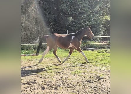 Pony tedesco, Castrone, 3 Anni, 144 cm, Pezzato