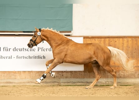 Pony tedesco, Castrone, 3 Anni, 145 cm, Palomino
