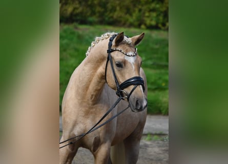 Pony tedesco, Castrone, 3 Anni, 145 cm, Palomino