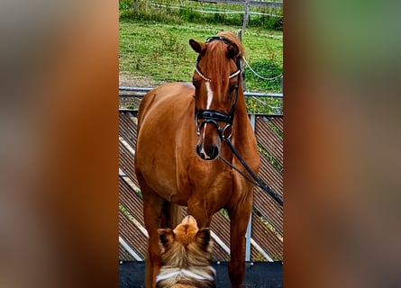 Pony tedesco, Castrone, 3 Anni, 145 cm, Red dun