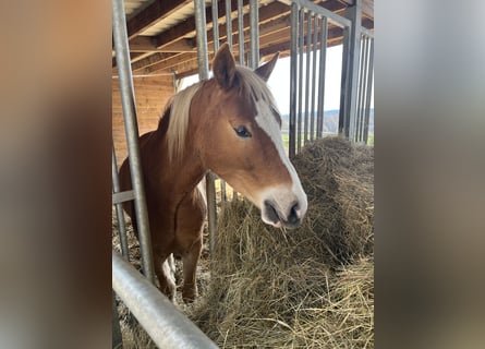 Pony tedesco, Castrone, 3 Anni, 145 cm, Sauro