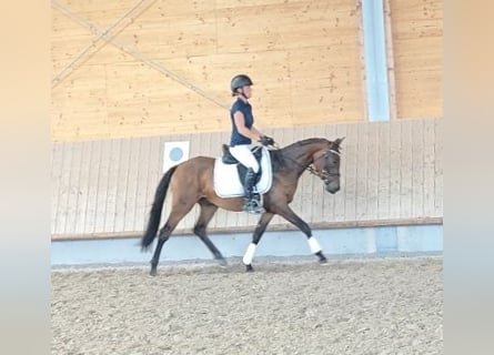 Pony tedesco, Castrone, 3 Anni, 146 cm, Baio scuro