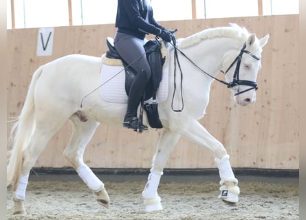 Pony tedesco, Castrone, 3 Anni, 146 cm, Cremello