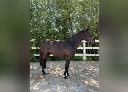 Pony tedesco, Castrone, 3 Anni, 146 cm, Morello