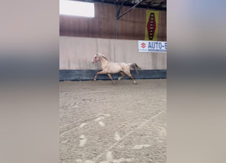 Pony tedesco, Castrone, 3 Anni, 146 cm, Palomino