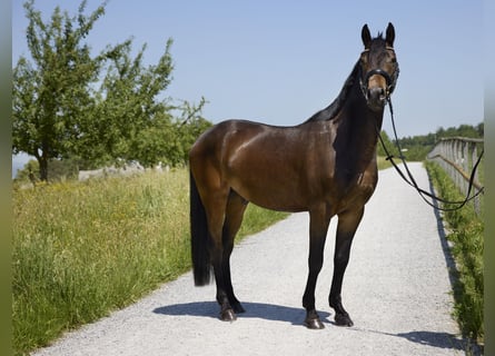 Pony tedesco, Castrone, 3 Anni, 147 cm, Baio