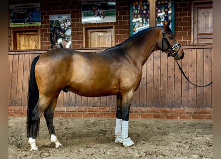 Pony tedesco, Castrone, 3 Anni, 147 cm, Baio