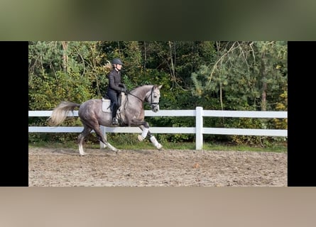 Pony tedesco, Castrone, 3 Anni, 147 cm, Grigio