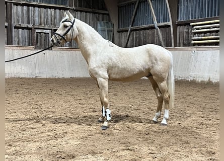 Pony tedesco, Castrone, 3 Anni, 147 cm, Palomino