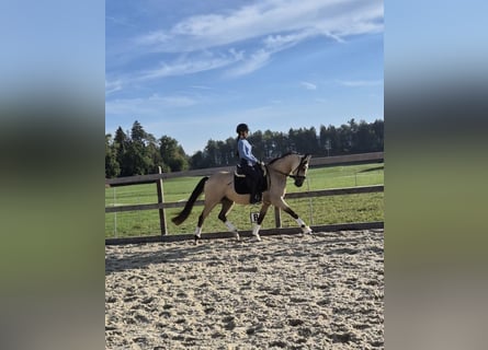 Pony tedesco, Castrone, 3 Anni, 147 cm, Pelle di daino