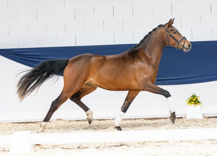 Pony tedesco, Castrone, 3 Anni, 148 cm, Baio