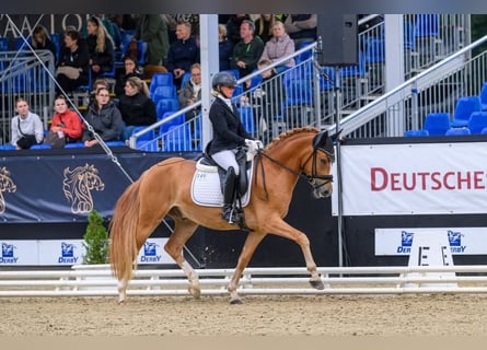 Pony tedesco, Castrone, 3 Anni, 148 cm, Sauro